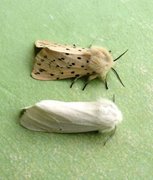 Water Ermine (Spilosoma urticae)