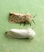 Hvit tigerspinner (Spilosoma urticae)