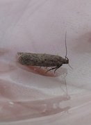 Bryotropha terrella