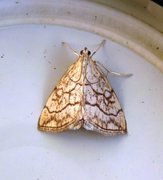 Chequered Straw (Evergestis pallidata)