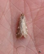Olive Pearl (Udea olivalis)