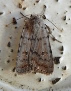 Pale Mottled Willow (Caradrina clavipalpis)