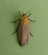 Kjempelavspinner (Lithosia quadra)