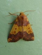 Barred Sallow (Xanthia aurago)