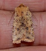 Dotted Chestnut (Conistra rubiginea)