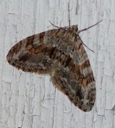 Barred Tooth-striped (Trichopteryx polycommata)