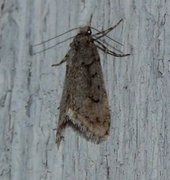 March Tubic (Diurnea fagella)