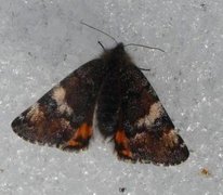 Bjørkevårmåler (Archiearis parthenias)