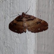 Shoulder-stripe (Anticlea badiata)