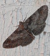 Ringed Carpet (Cleora cinctaria)