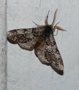 Oak Beauty (Biston strataria)