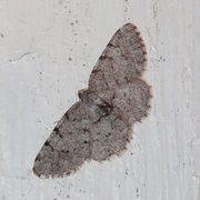 Grey Birch (Aethalura punctulata)