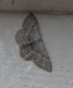 Cream Wave (Scopula incanata)