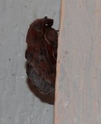 Small Lappet (Phyllodesma ilicifolia)