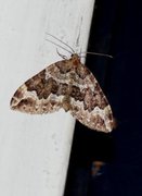 Water Carpet (Lampropteryx suffumata)