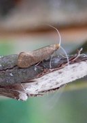 Large Long-horn (Nematopogon swammerdamella)