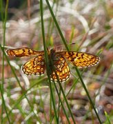 Bog Fritillary (Boloria eunomia)