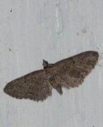 Strekdvergmåler (Eupithecia exiguata)