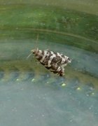 Common Spruce Bell (Epinotia tedella)