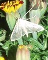 Hvit engmott (Palpita vitrealis)