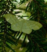 Smoky Wave (Scopula ternata)