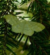 Blåbærurtemåler (Scopula ternata)