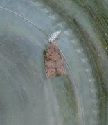 Common Tortrix (Capua vulgana)