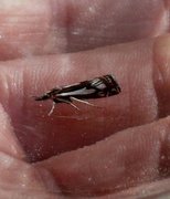 Myrnebbmott (Crambus alienellus)