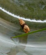 Vine Moth (Eupoecilia ambiguella)