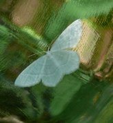 Little Emerald (Jodis lactearia)