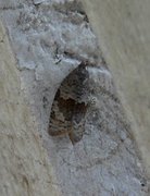Dark-barred Tortrix (Syndemis musculana)
