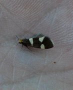 Currant-shoot Borer (Lampronia capitella)