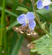 Mynteengmott (Pyrausta aurata)