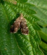 Neslebredmøll (Anthophila fabriciana)