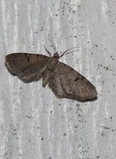 Blek dvergmåler (Eupithecia expallidata)