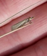 Yellow Satin Veneer (Crambus perlella)