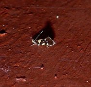 Lampronia rupella