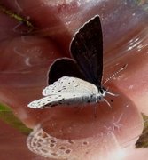 Myrblåvinge (Plebejus optilete)