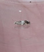 White Sallow Bell (Epinotia subocellana)
