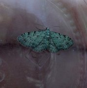 Bilberry Pug (Pasiphila debiliata)