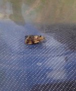 Yellow-spot Tortrix (Pseudargyrotoza conwagana)