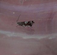 Triple-stripe Piercer (Grapholita compositella)