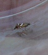 Sedge Fanner (Glyphipterix forsterella)