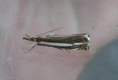 Wood Grass-veneer (Crambus silvella)
