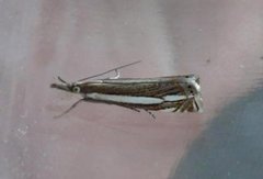 Starrnebbmott (Crambus silvella)