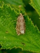 Thyme Marble (Celypha cespitana)