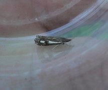 Svart nebbmott (Crambus heringiellus)