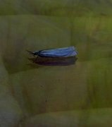 Grass-veneer (Crambus pascuella)