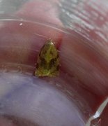 Rose Tortrix (Archips rosana)