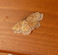 Dark Bordered Beauty (Epione vespertaria)